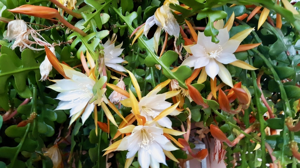 Epiphyllum anguliger