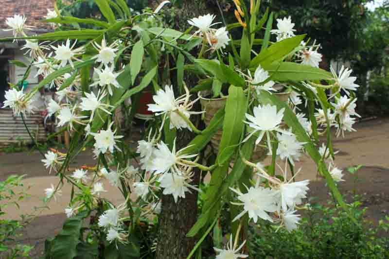 Epiphyllum oxypetalum