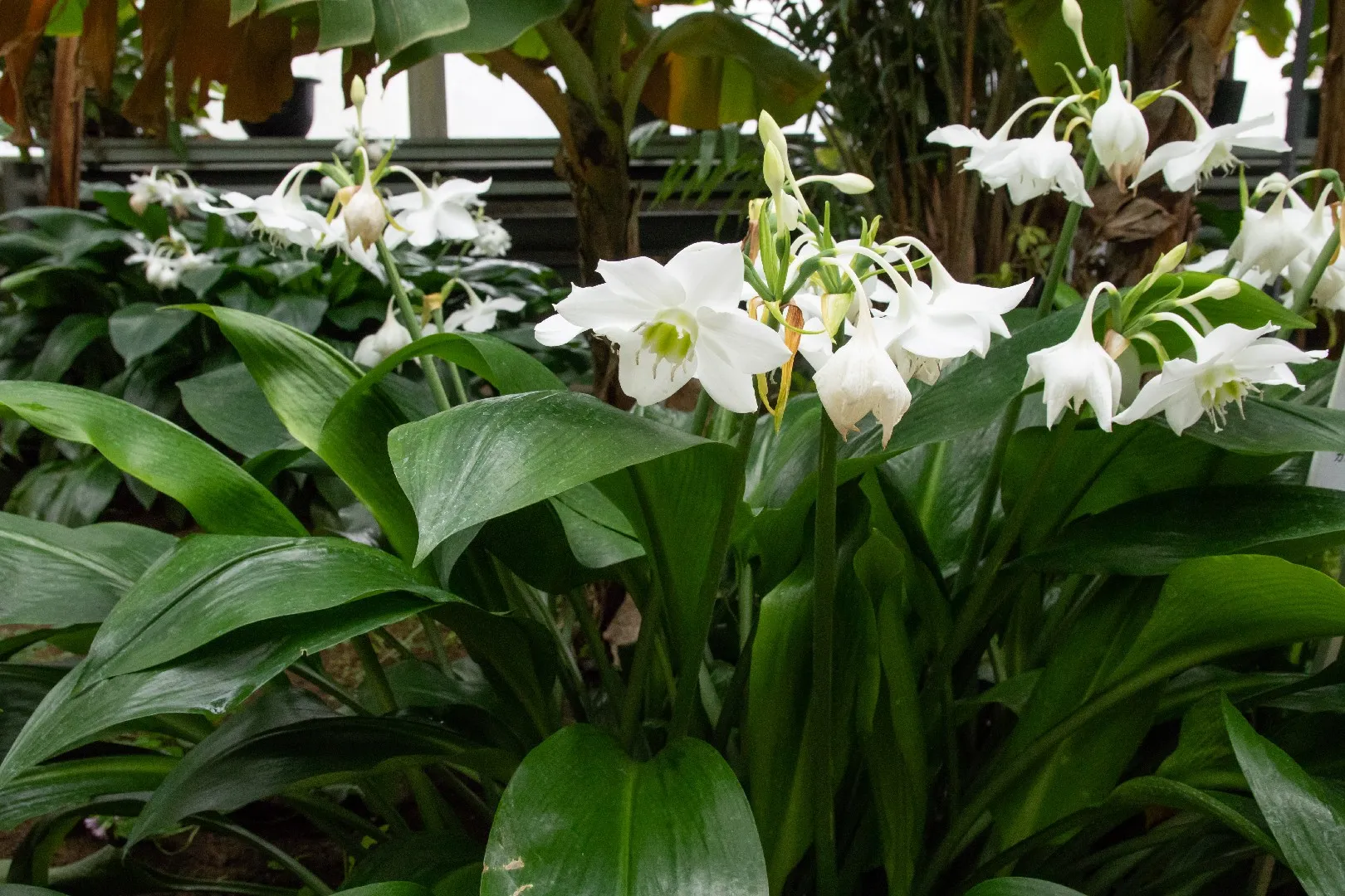 Eucharis Grandiflora