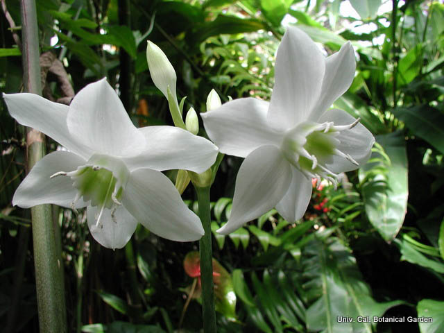 Eucharis Grandiflora6