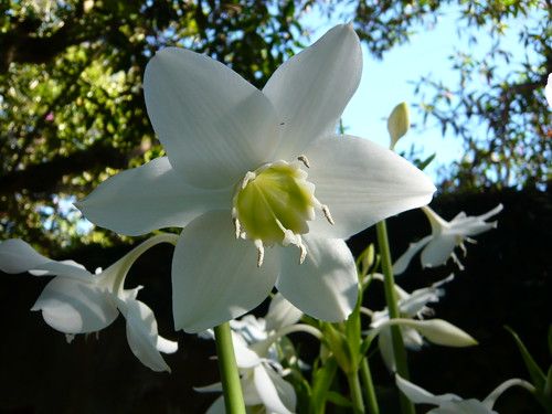 Eucharis Grandiflora7