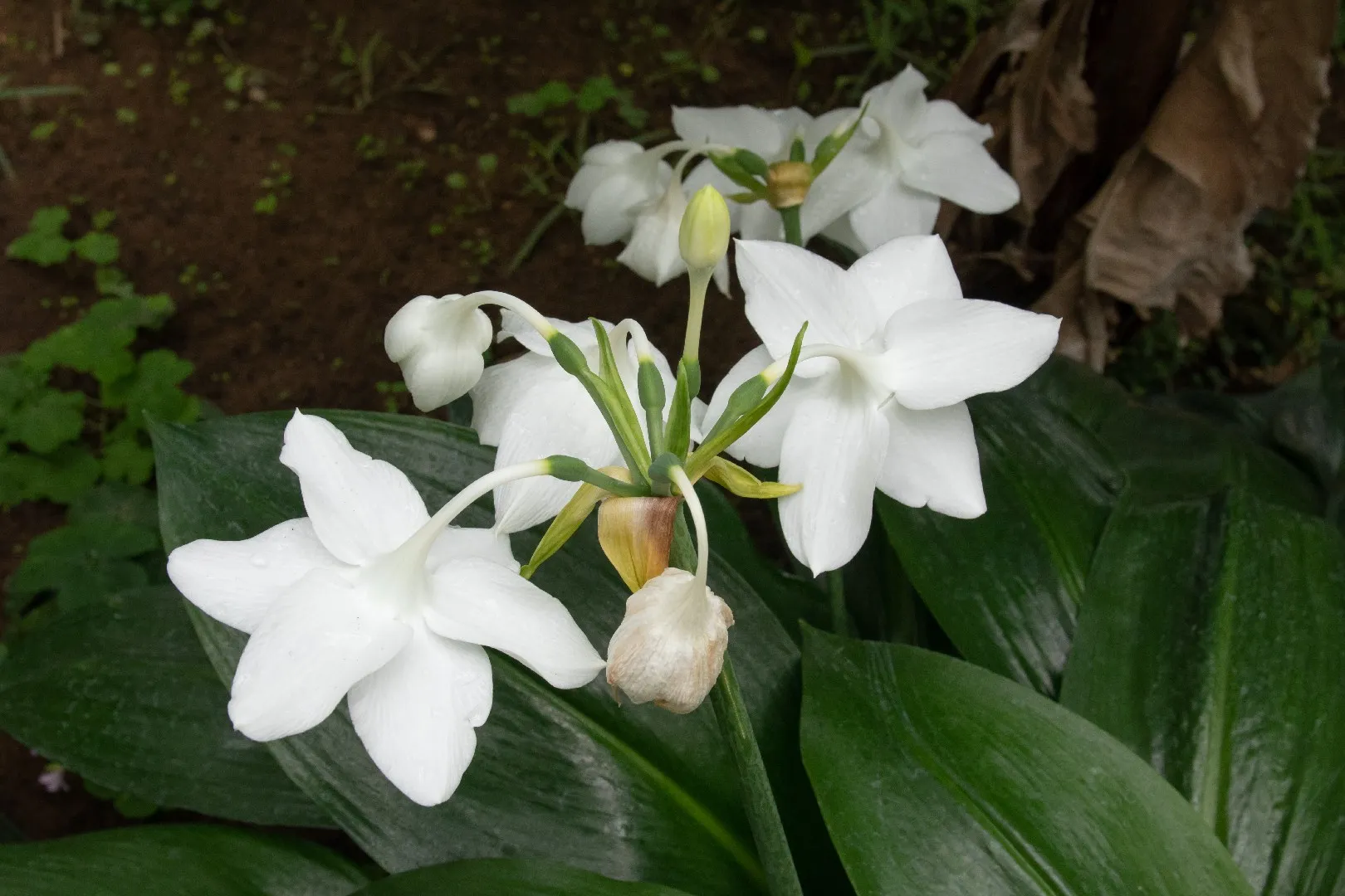 Eucharis grandiflora