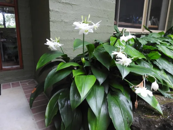 Eucharis grandiflora7