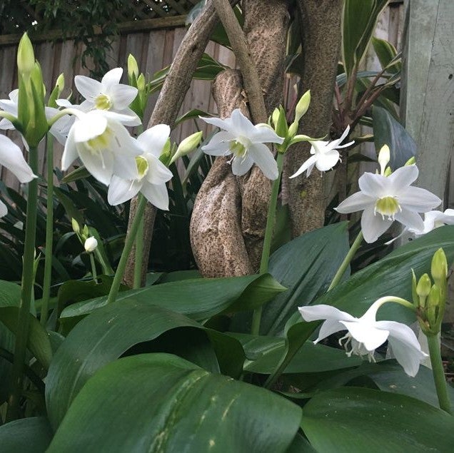 Eucharis_grandiflora-2_2048x