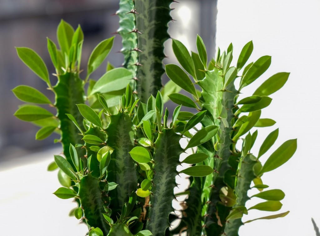 Euphorbia Trigona Green7