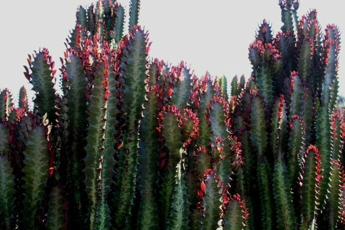 Euphorbia trigona3