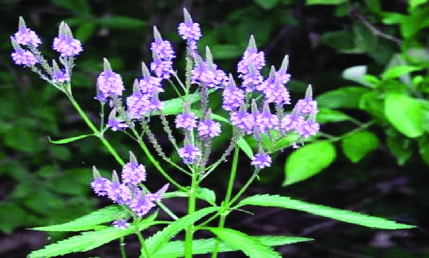 Verbena-officinalis