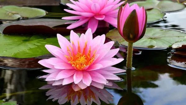 Flor-de-lotus-2