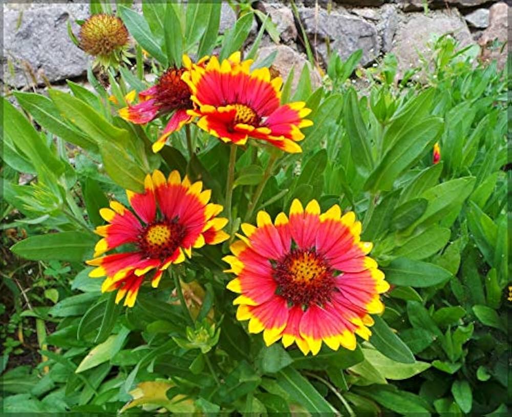 Gaillardia aristata 3