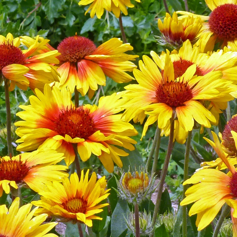 Gaillardia aristata