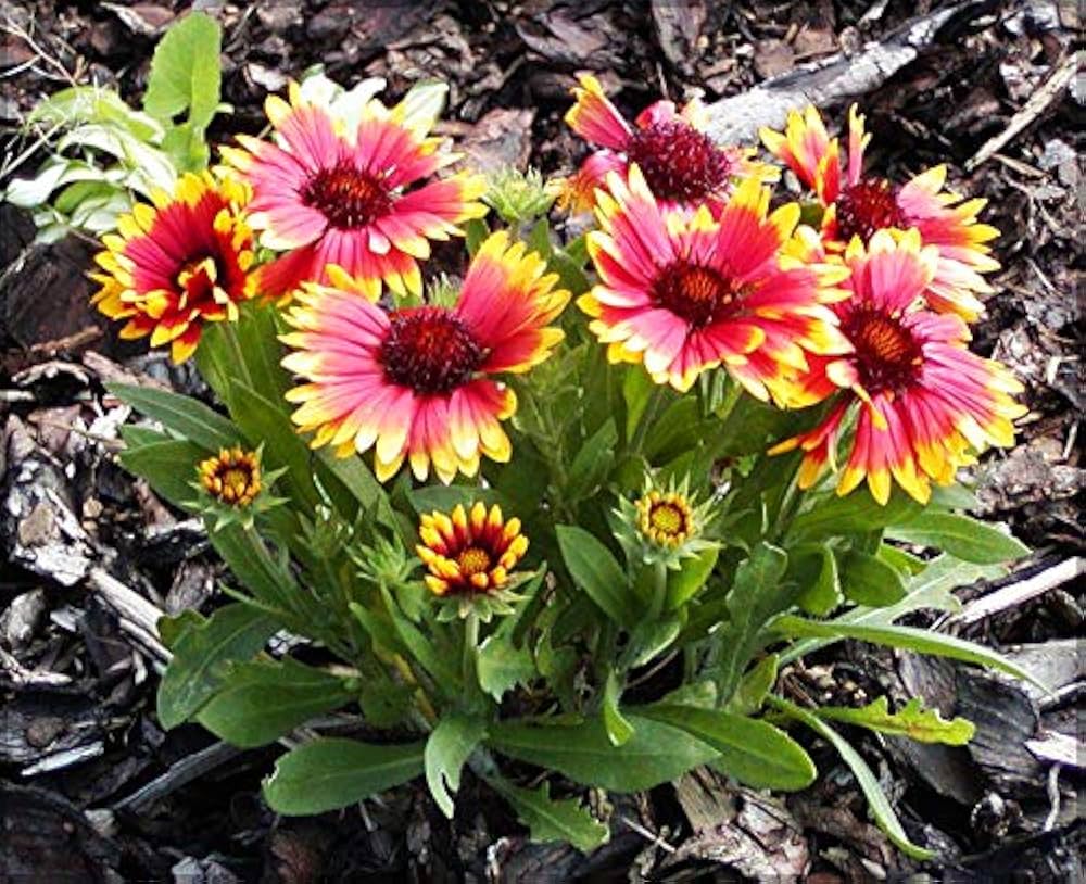 Gaillardia aristata6