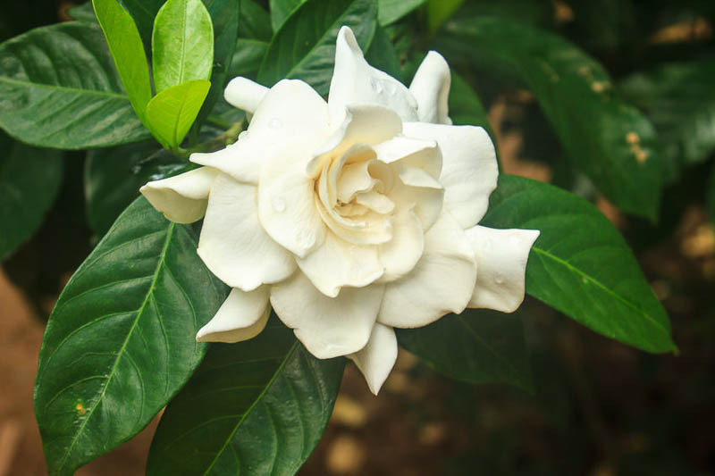 Gardenia-jasminoides