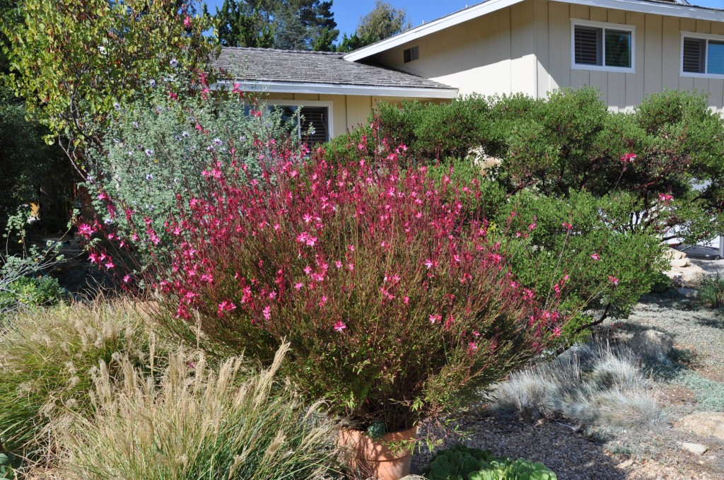 Gaura Lindheimeri