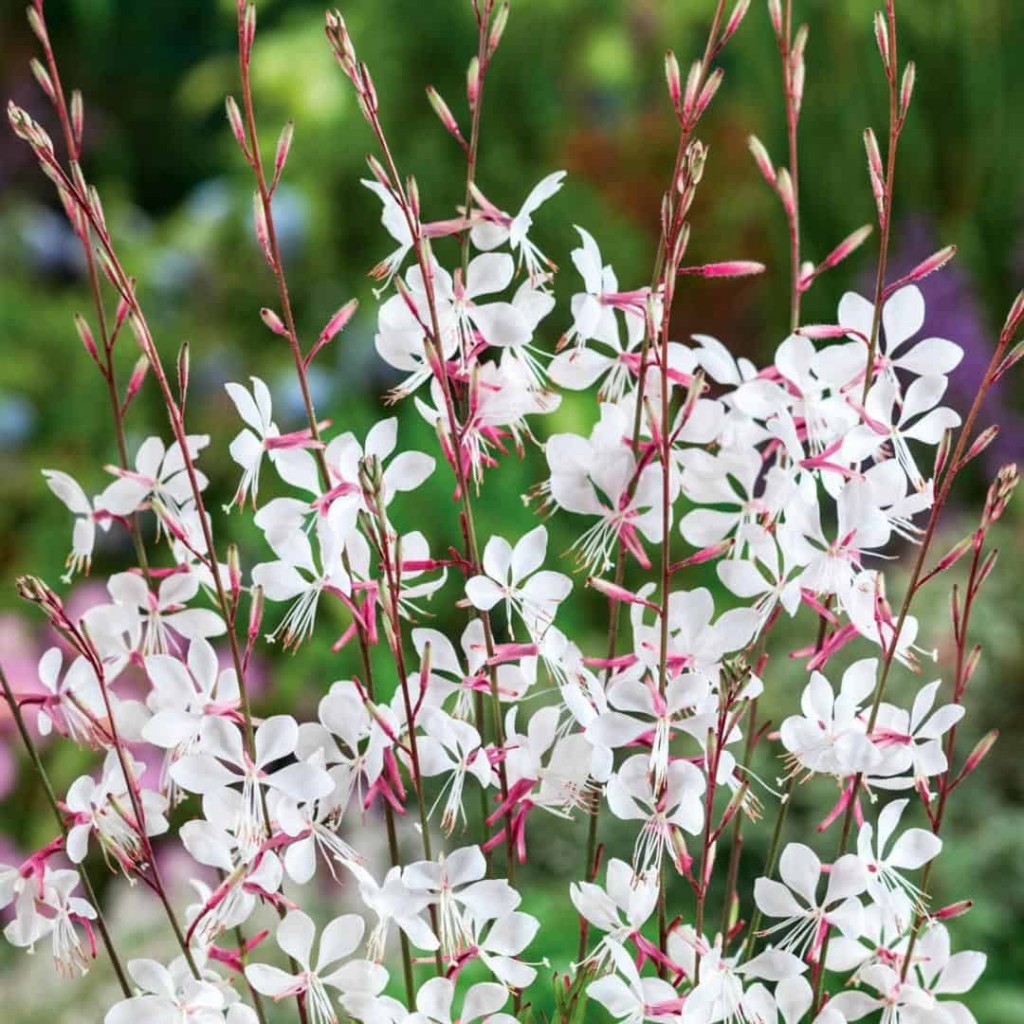 Gaura-lindheimeri