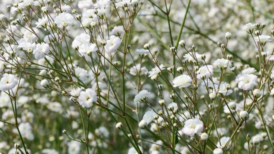 Gypsophila_paniculata