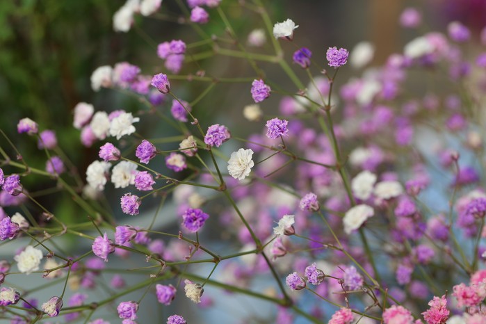 Gypsophila_paniculata