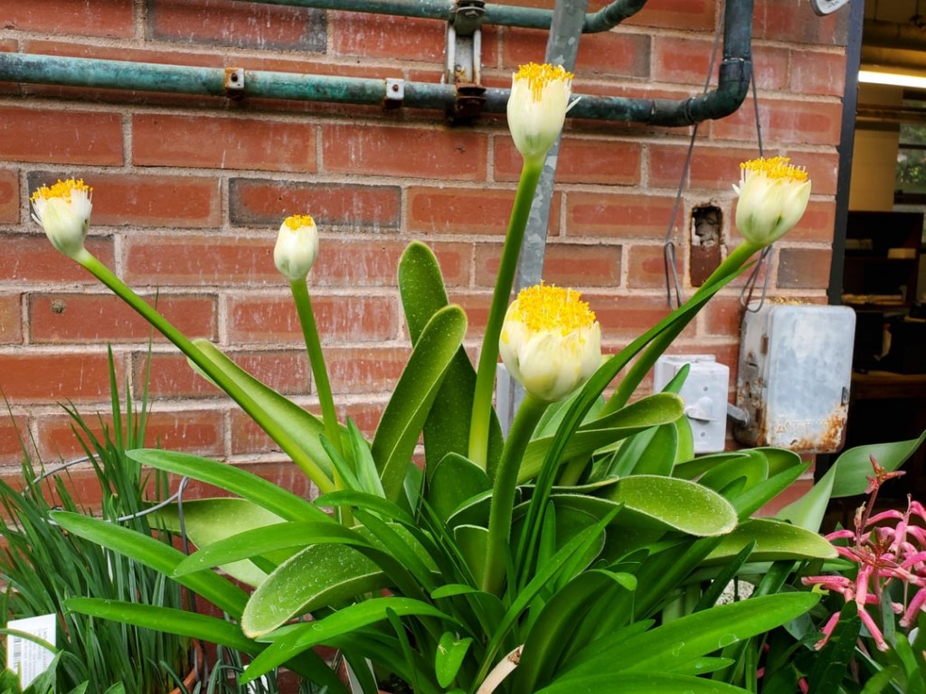 Haemanthus albiflos