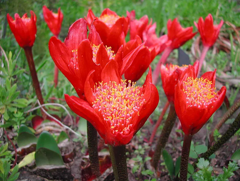 Haemanthus coccineus