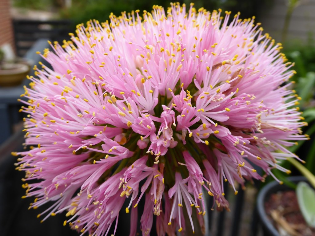 Haemanthus-humilis