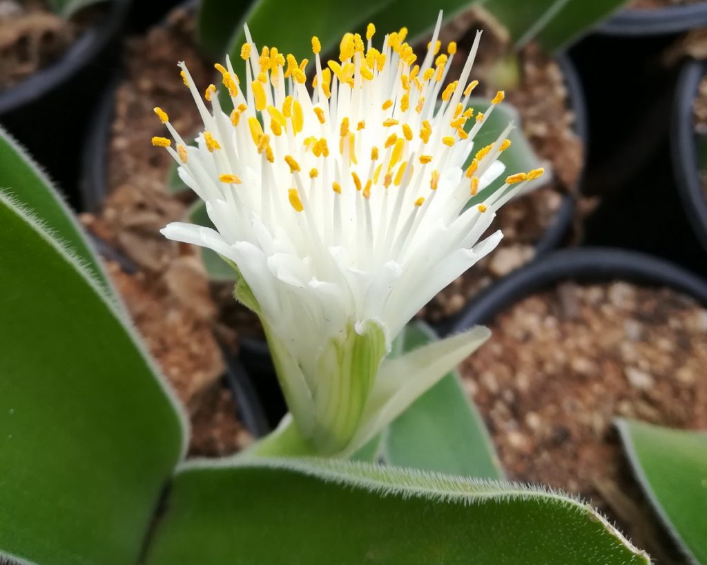 Haemanthus pauculifolius