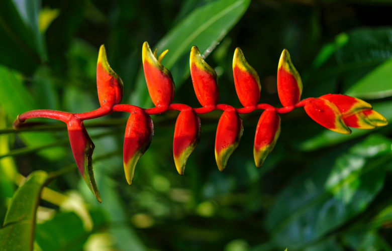 Heliconia rostrata,