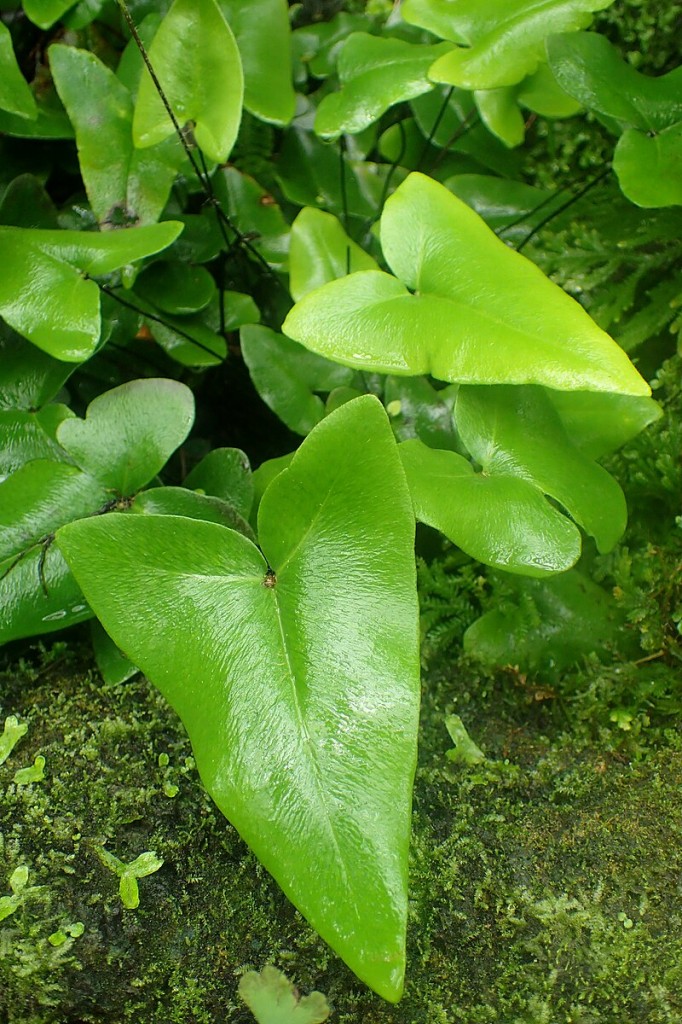 Hemionitis_arifolia