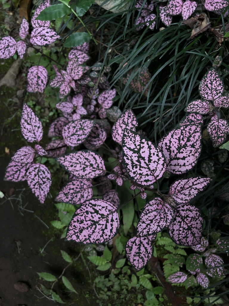 Hypoestes phyllostachya6