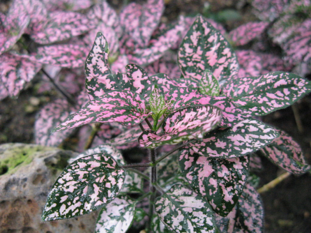 Hypoestes phyllostachya9