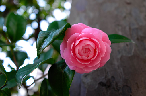 Japonica Rosa Perfeição