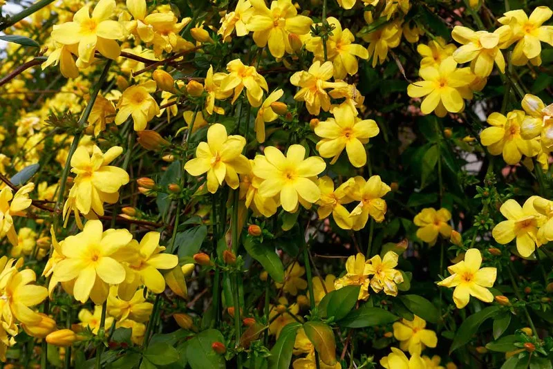 Jasminum mesnyi