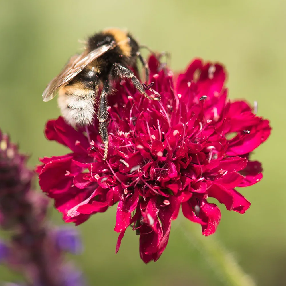 Knautia macedônia4