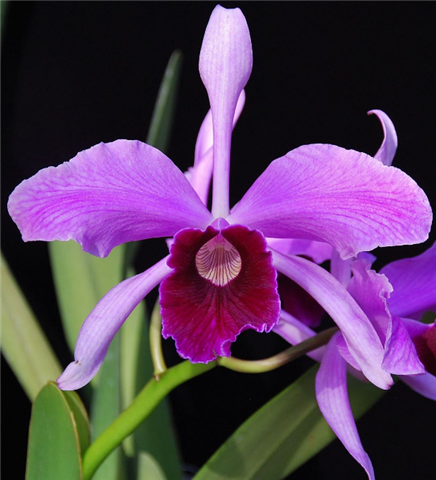 Como cultivar a Orquídea Laelia purpurata - PlantaSonya - O seu blog ...