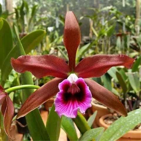 Laelia tenebrosa