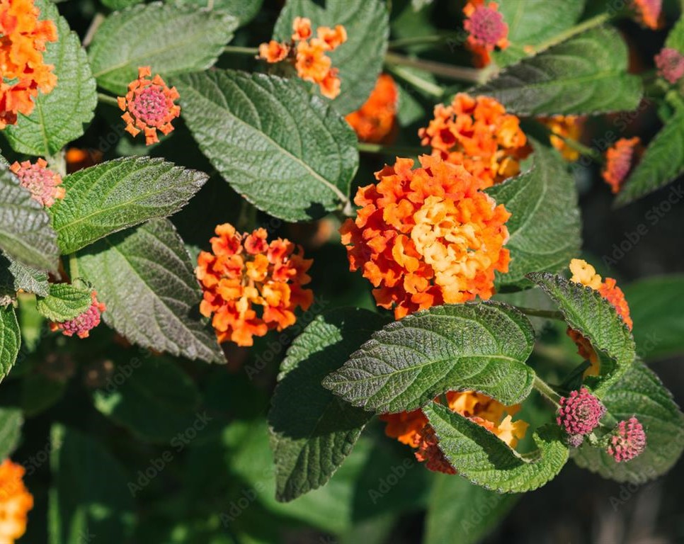 Lantana urticoides