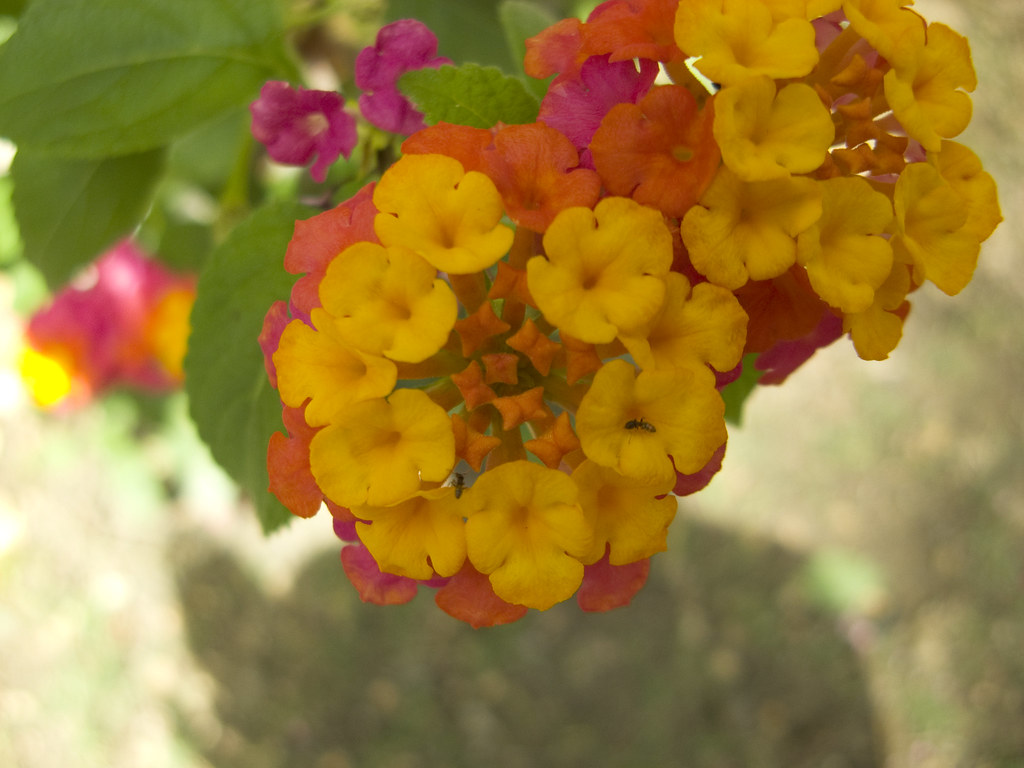 Lantana urticoides3