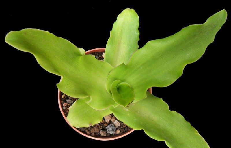 Ledebouria concolor