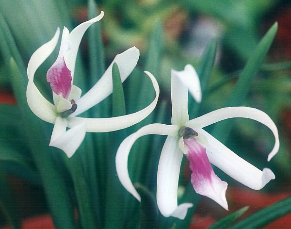 Leptotes-bicolor