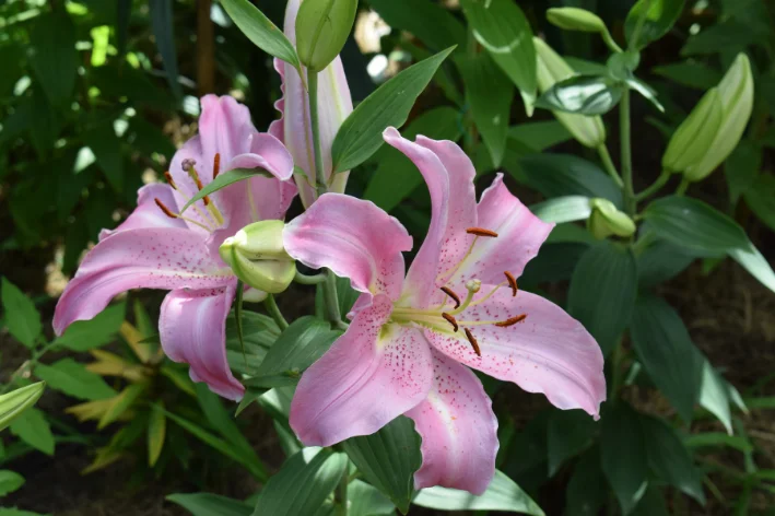 Lilium orientalis7