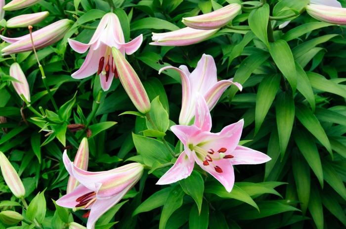 Lilium orientalis9