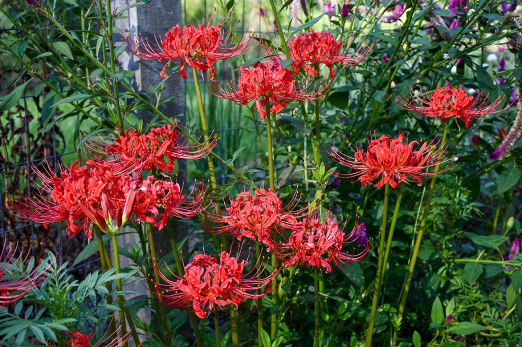 Lycoris radiata 