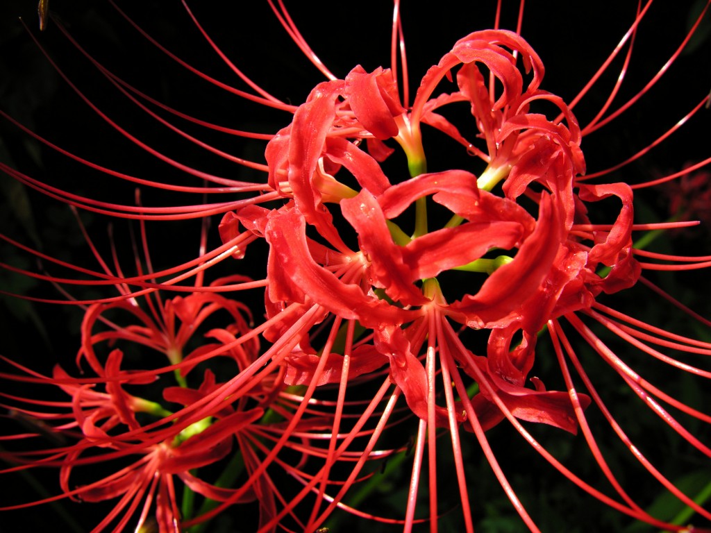 Lycoris radiata3