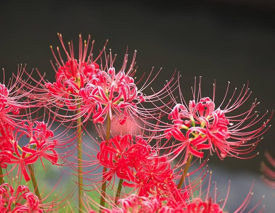 Lycoris radiata6