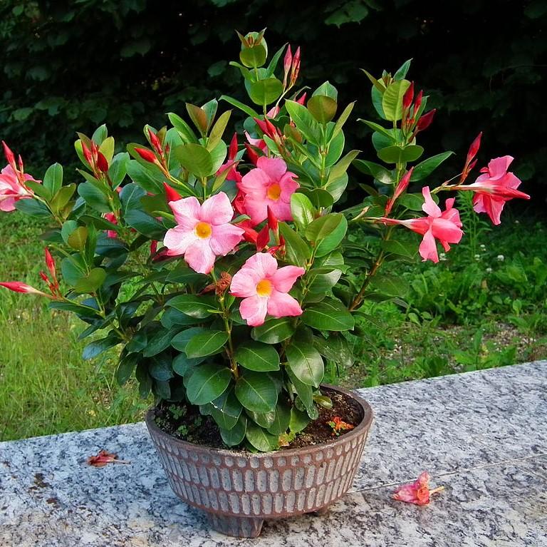 Mandevilla-sanderii-