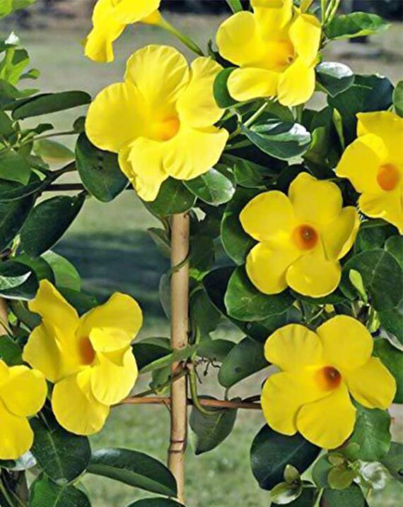 Mandevilla-splendens-1-