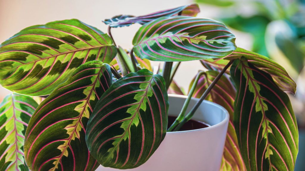 Maranta-leuconeura_