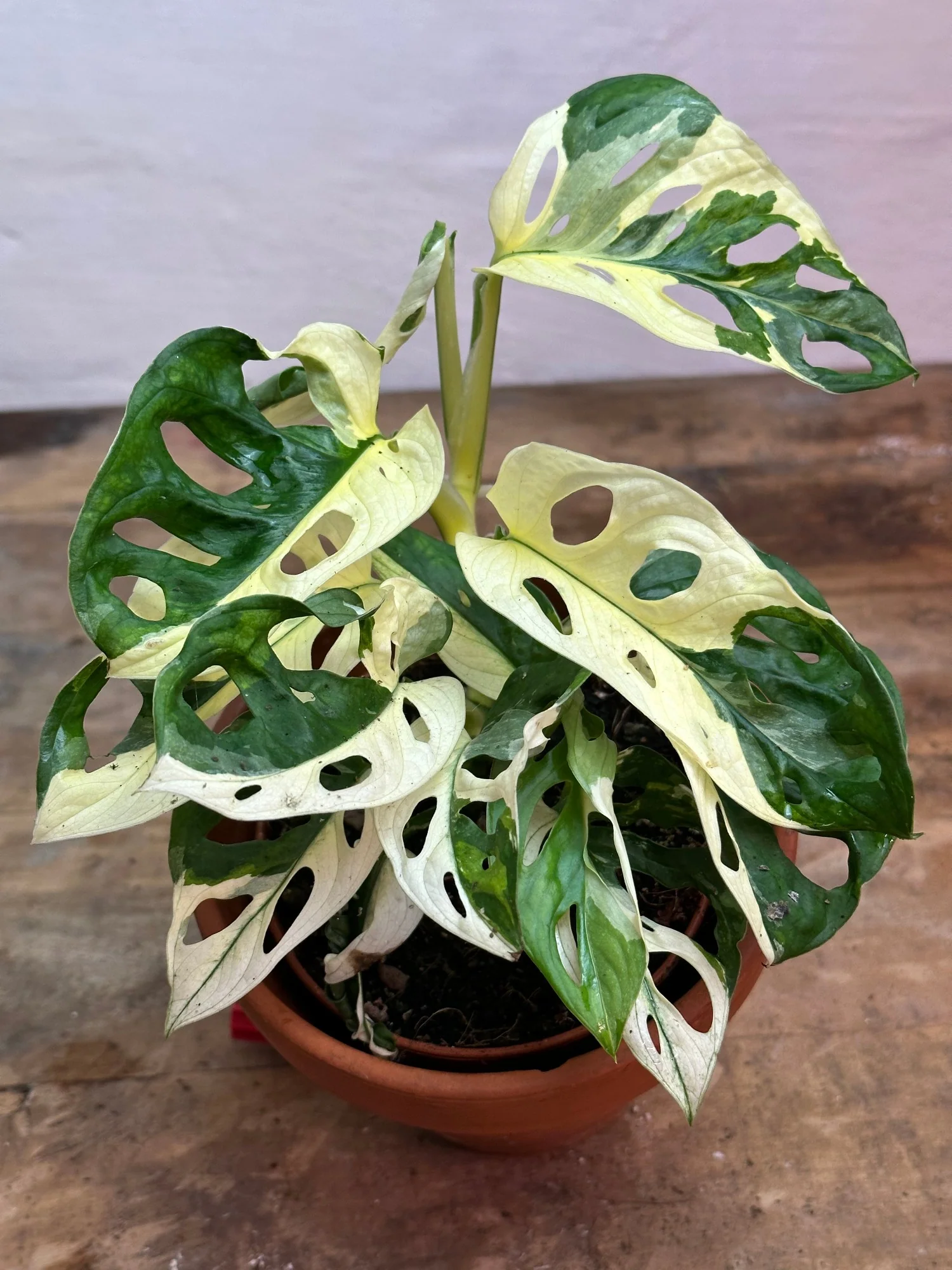 Monstera adansonii variegata