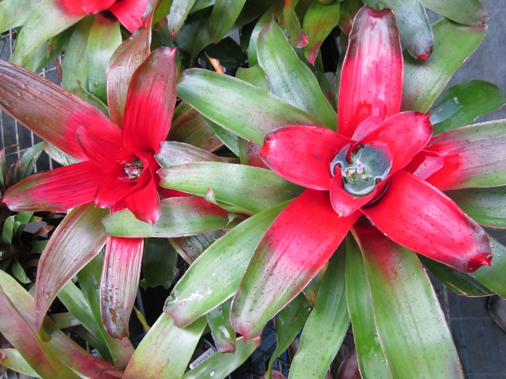 Neoregelia scarlet