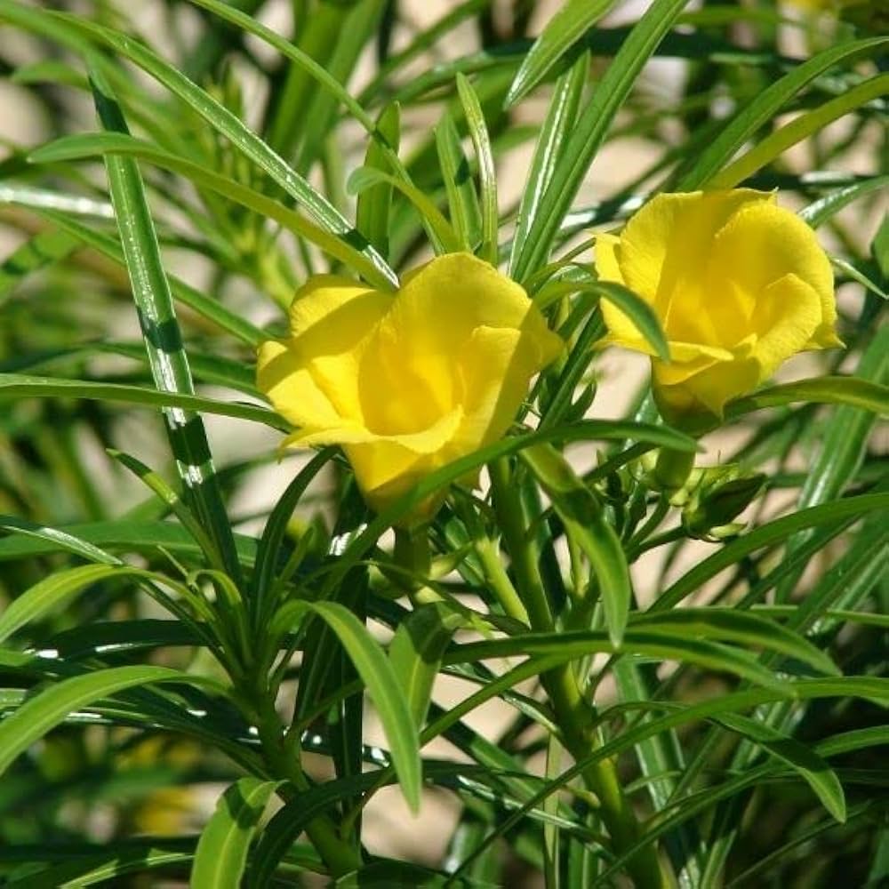 Nerium oleander7