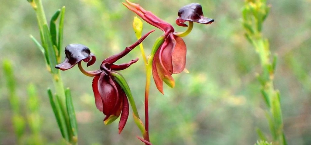 ORQUÍDEA-PATO-voador