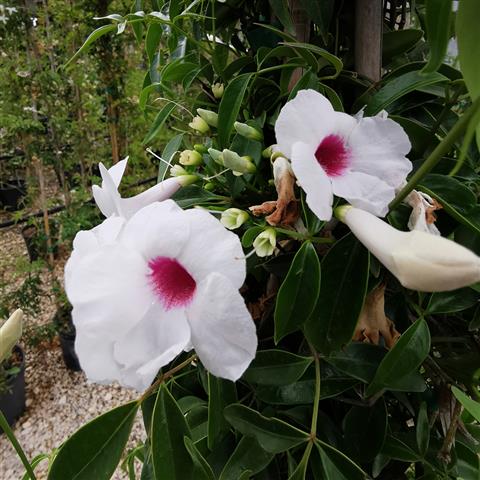 Pandorea Jasminoides 